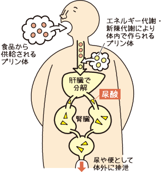 尿酸はプリン体の代謝産物