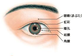 1 目で見る眼の仕組みと病気 目と健康シリーズ 三和化学研究所